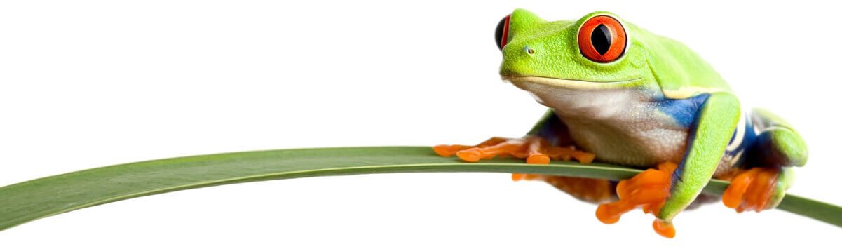 alltan-frog Alltan Mascot